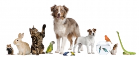 Pet shop - tutto per cani, gatti & co. - Agrimarket snc - Teramo