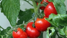 Piante, fiori e sementi - Agrimarket snc - Teramo